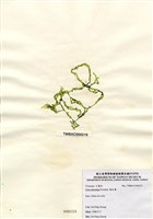 藏品(網石蓴)的圖片